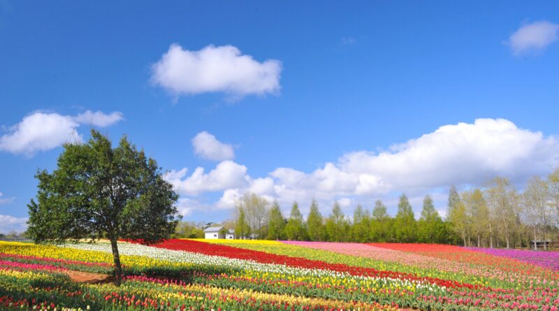 tulips at sera kogen farm