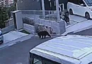 First Hiroshima City bear sightings of the year reported