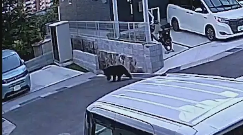 bear in saeki ward hiroshima