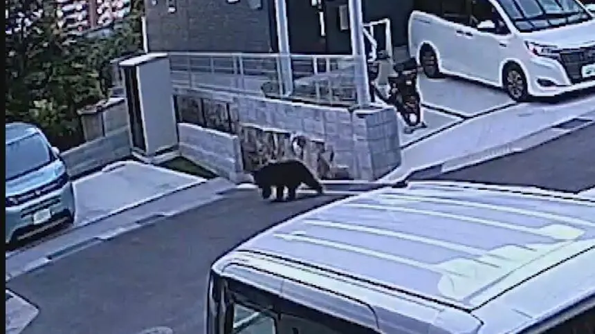 First Hiroshima City bear sightings of the year reported