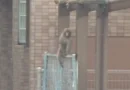 More monkeying around in Hiroshima