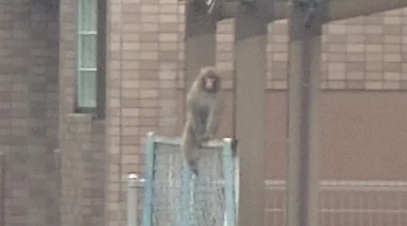 blurry image of hakushima monkey