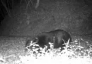 Part of Asa Zoo Closed Again After Bear Sighting