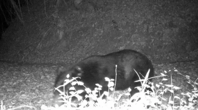 bear at asa zoo 2026