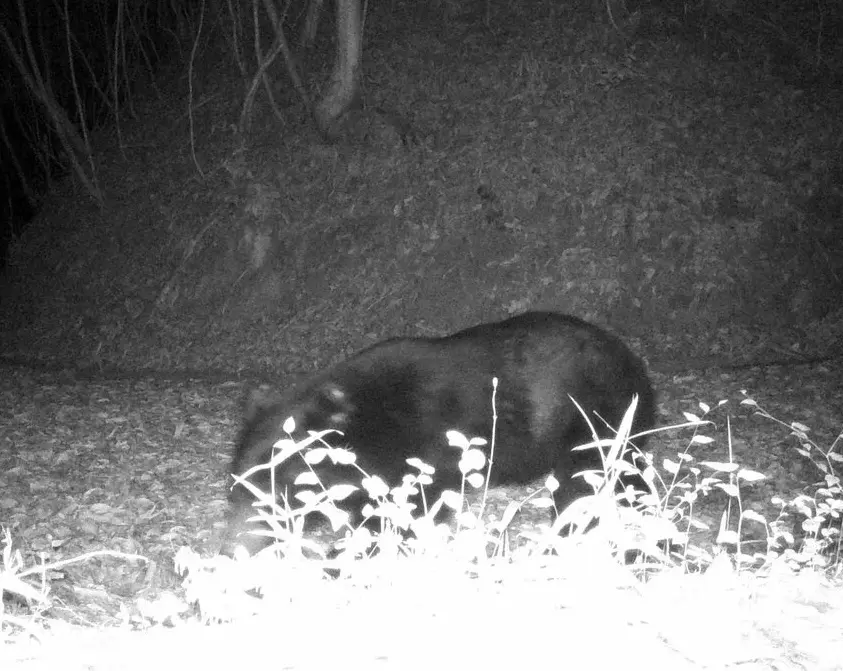 Part of Asa Zoo Closed Again After Bear Sighting Part of Asa Zoo Closed Again After Bear Sighting