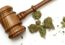 Cannabis Arrests in Hiroshima Prefecture Hit Record High, Over 70% Under 30 Cannabis Arrests in Hiroshima Prefecture Hit Record High, Over 70% Under 30